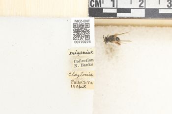 Media type: image;   Entomology 770274 Aspect: Labels